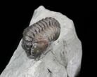 Small, Inflated Flexicalymene Trilobite - Ohio #40681-2